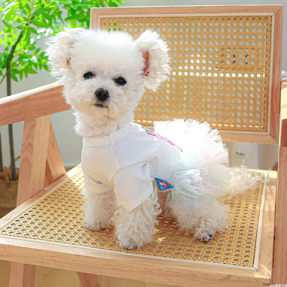 1PC Pet Clothing Cat Spring Autumn Summer Colorful Letter Ballet Mesh Princess Dress Suitable for Small and Medium sized Dogs