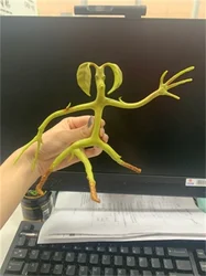 Hot Sale Movies Magic Hp Prop Fantastic Beasts 2 and Where to Find Them: Bendable Bowtruckle Pickett Flexible Toy Gift Collect