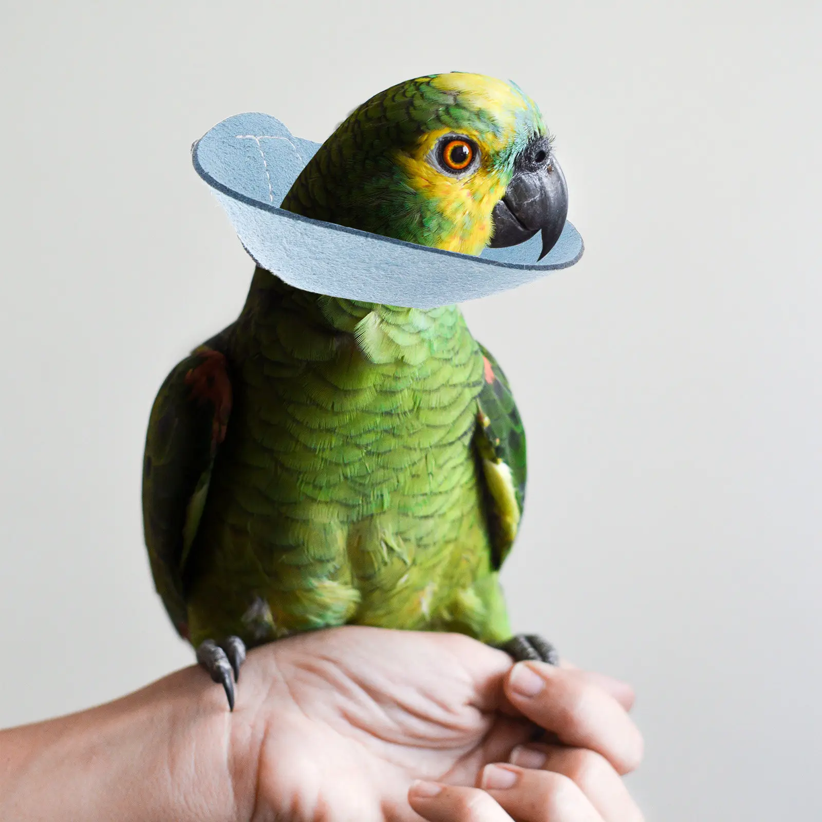 Parrot Neck Collar Size S Protective Anti-Bite Bird Collar Comfortable Wound Cover Neckband Bird Neck Protector