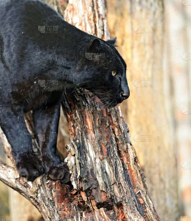 

2.6'' Beadlock Wheels and RC Crawler Tires Dual level inserts for 1/10 Axial RR10 90048 90018 90053 Wraith