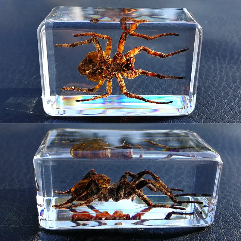 Real insect specimens transparent resin creative small ornaments kindergarten teaching observation toy scorpion spider beetle