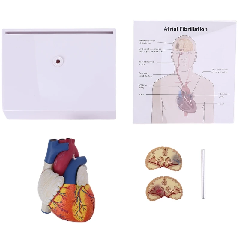 Life Size Disassembled Anatomical Human Heart Anatomy Model for School Science Resources Study Display Teaching Tool H8WD