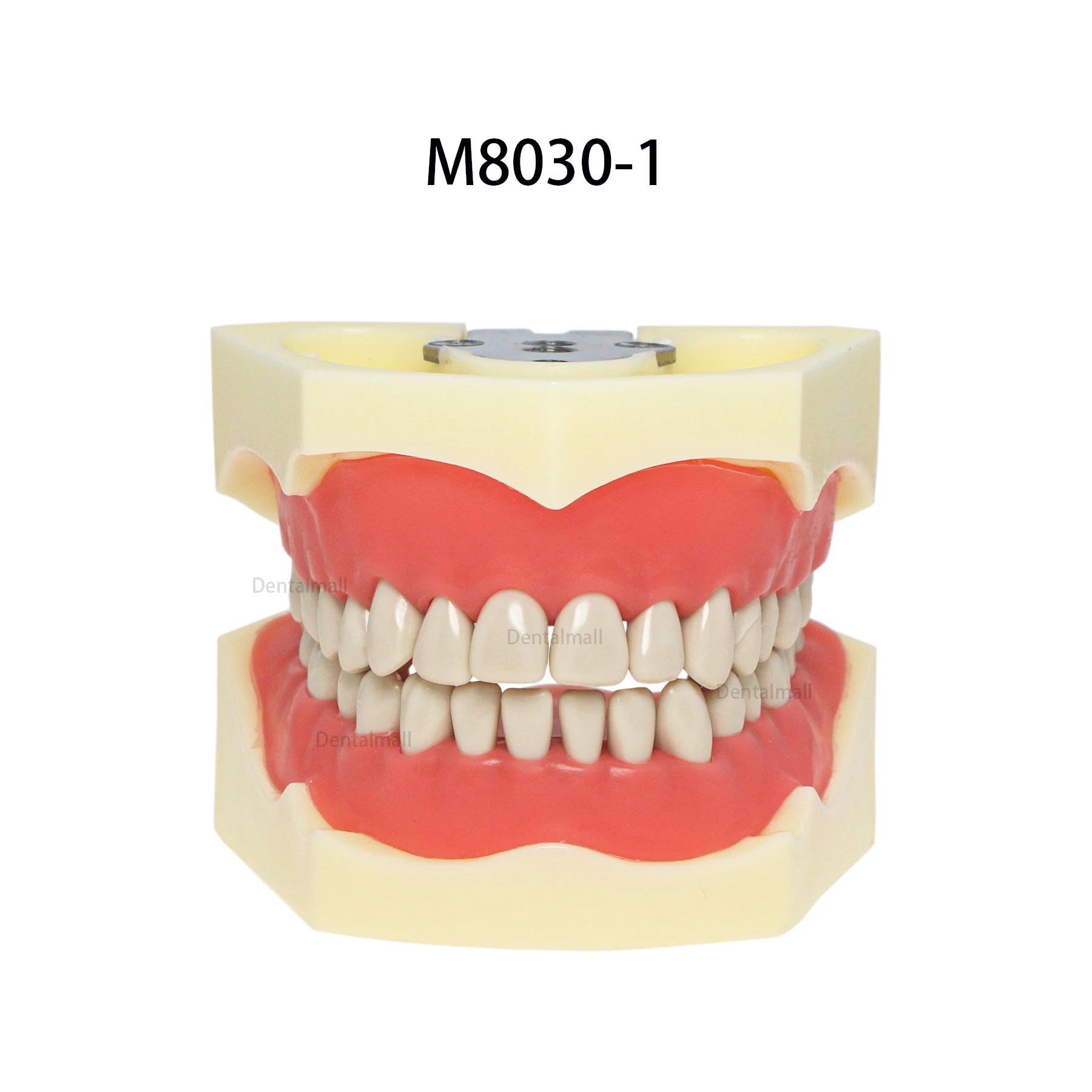 Dental Teeth Model New Columbia 860 Type Model 32Pcs Removable Teeth Magnetic Soft Gingiva M8030-1 M8030-2