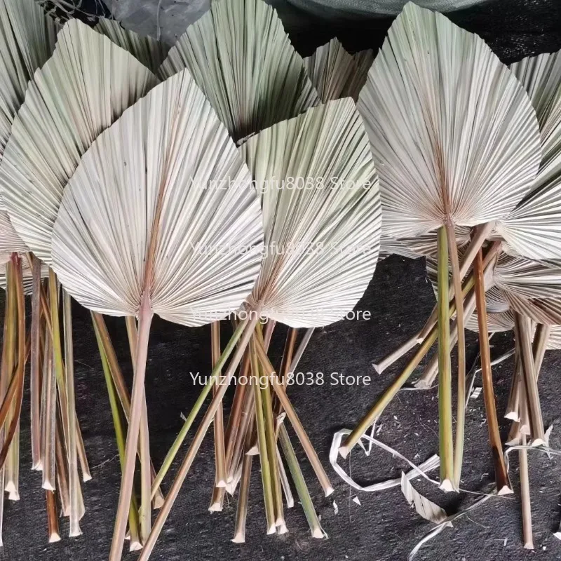 Fleurs de vente chaudes, feuilles de palmier séchées pour famille/événements/mates/décorations et Bouquets