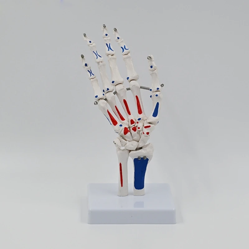 Modelo esqueleto mano con muñeca, cúbito y radio, tamaño natural, modelo mano esquelético, modelo médico, modelo