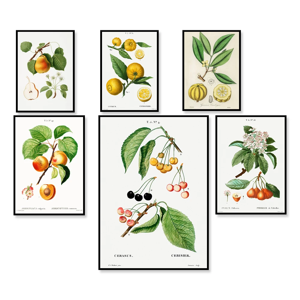 Vintage Botanical Fruit Illustration Poster Retro Drawing Farmhouse 1800s Boho Home Decor Wall Art Print