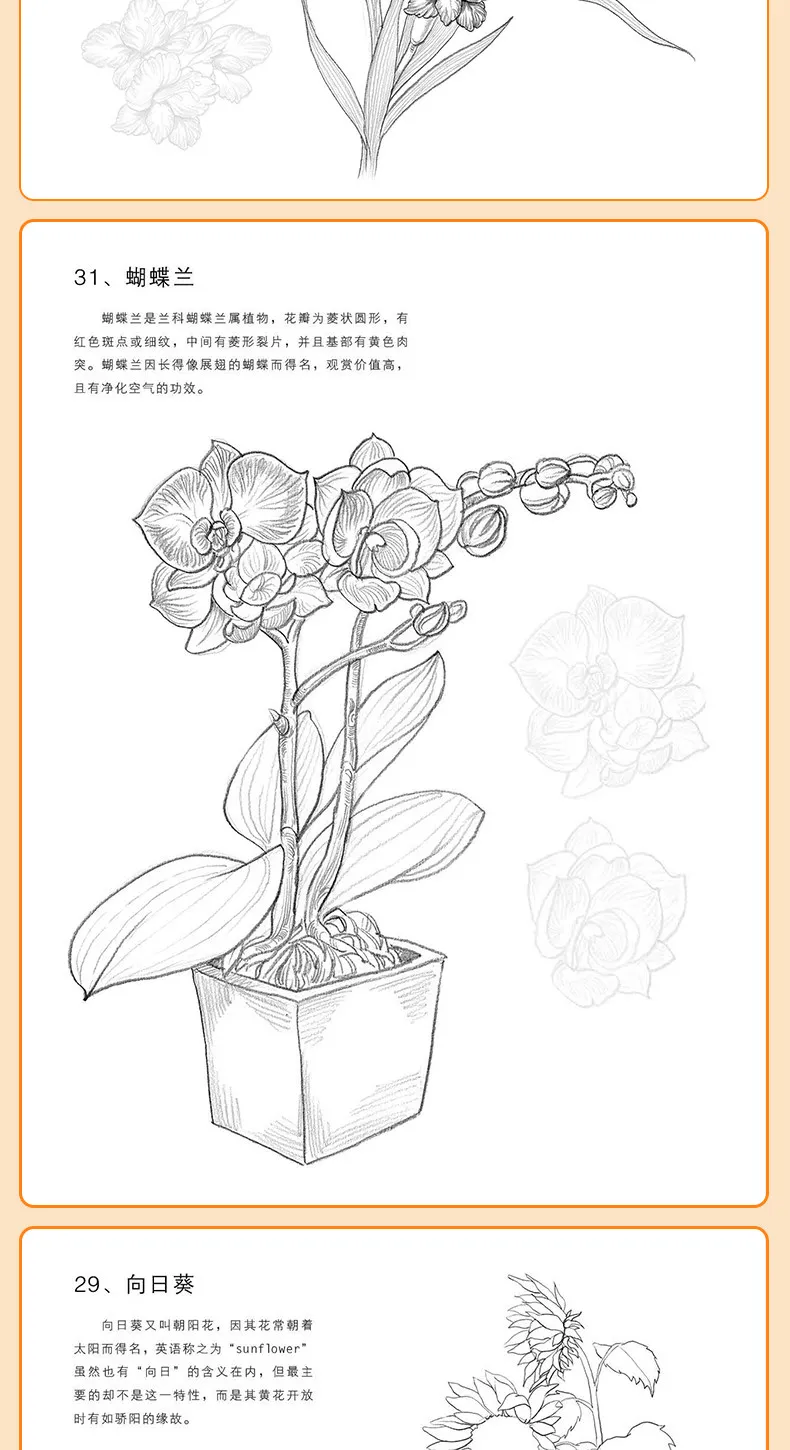 Blumen-Tier-Skizzen-Übungsheft, Null-Grundlagen-Zeichentutorial, Selbststudium, Linienkunst, Kopieren, Handzeichnung, Bleistiftskizze, Aquarell, Neu – Detail 8