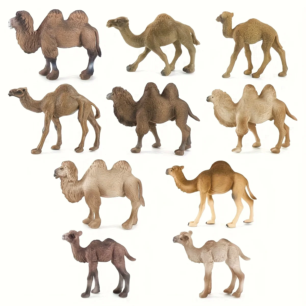 Simulation Camel Mo…