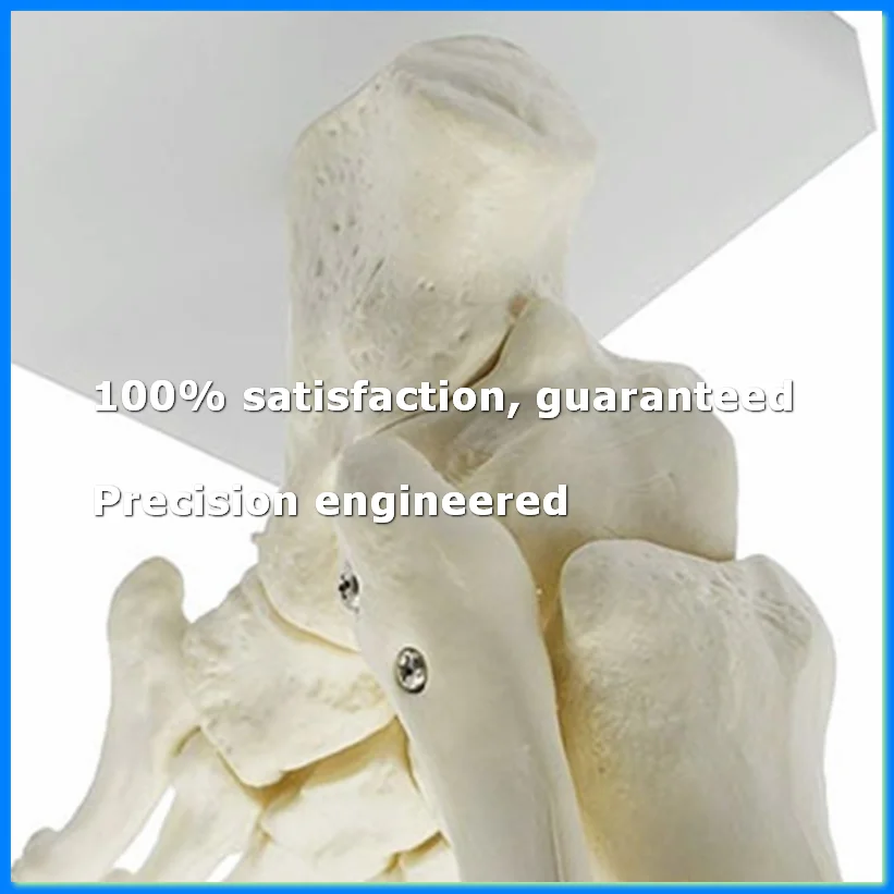

1:1 Human Skeleton Foot Anatomy Model Foot and Ankle with Shank Anatomical Model Anatomy Teaching Resources-A69M