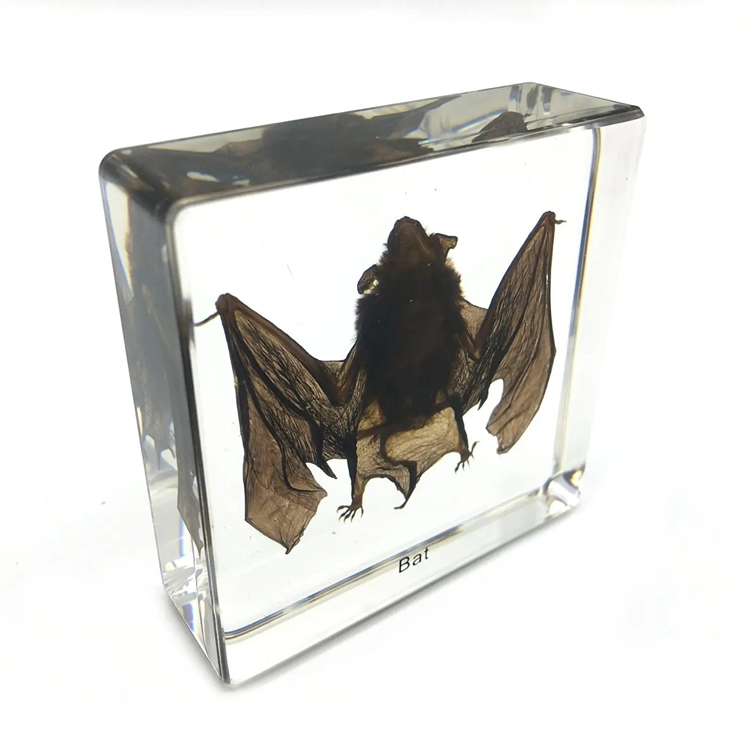 Taxidermy Large Cuboid Resin Transparent Real Bat Specimen Desk Decoration Biology Teaching Children's Cognition for Adults