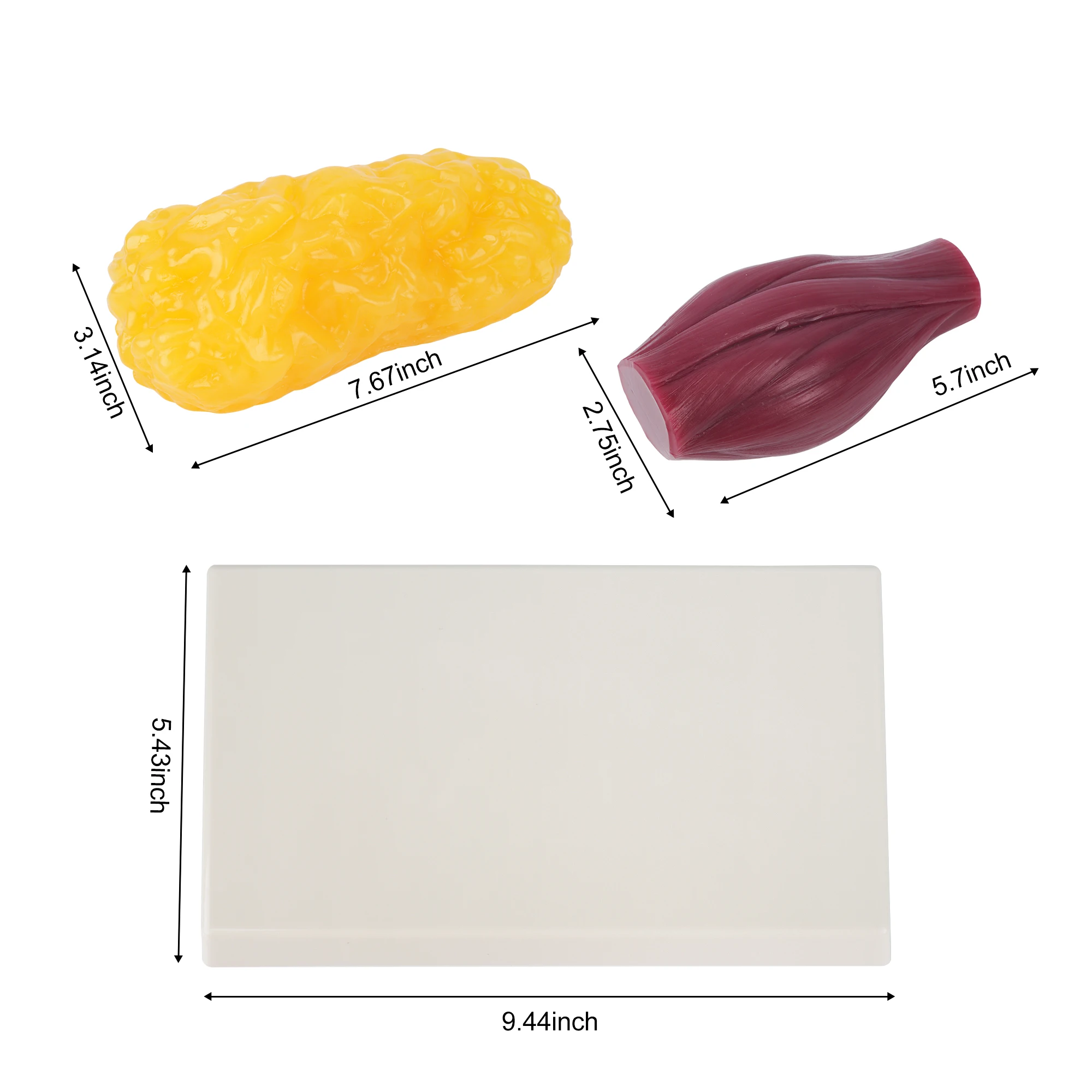 1lb Realistic Anatomic Muscle Tissue Fat Model Human Body Silicone Display Base Medical Science Nutritionists Medical