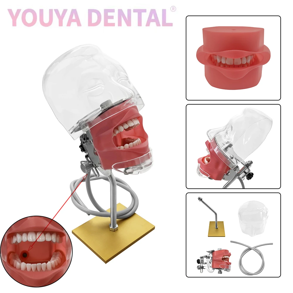 

Simple Human Head Model Dental Simulator Phantom Head Model with Table Stand Typodont Teeth Model for Dentist Training Equipment