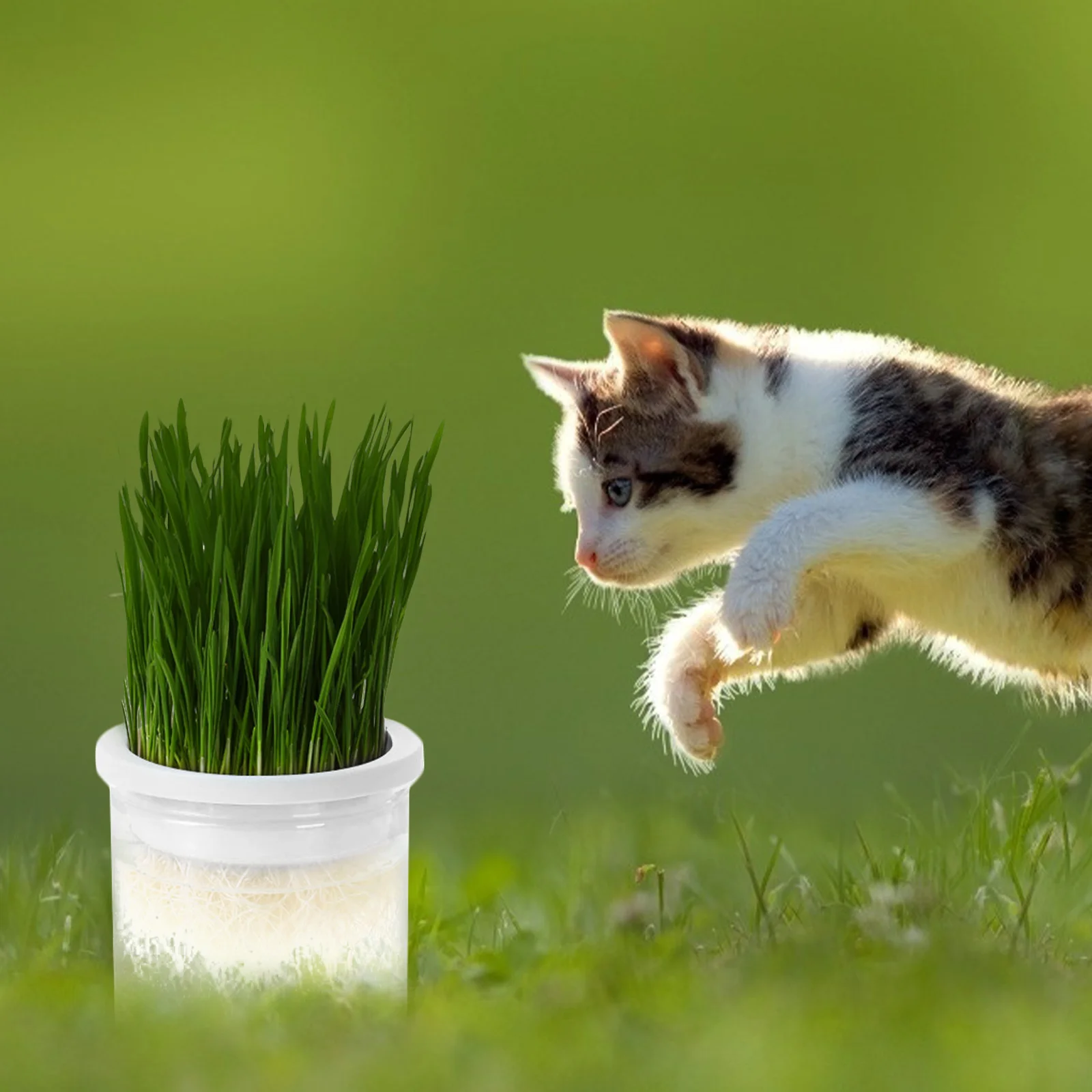 

Hydroponic Planting Box Durable Plastic Large Area Easy Cleaning Cat Grass Planter Indoor Pots Growing Catnip Nursery Household