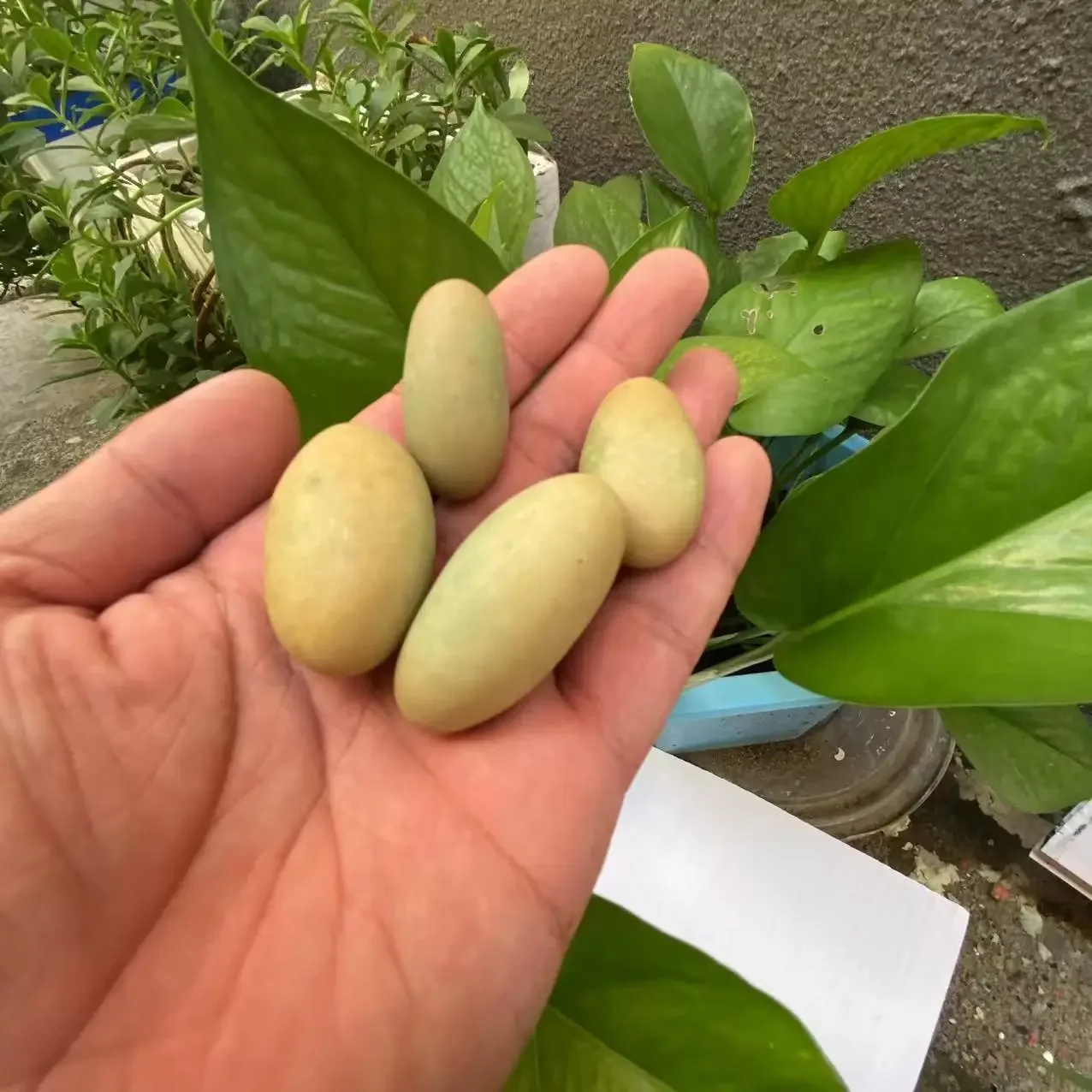 Natural Stones Luminous oval Stone Raw Gemstone Glow In The Dark Stone Crystal Rough Stone Healing Specimen Minerals