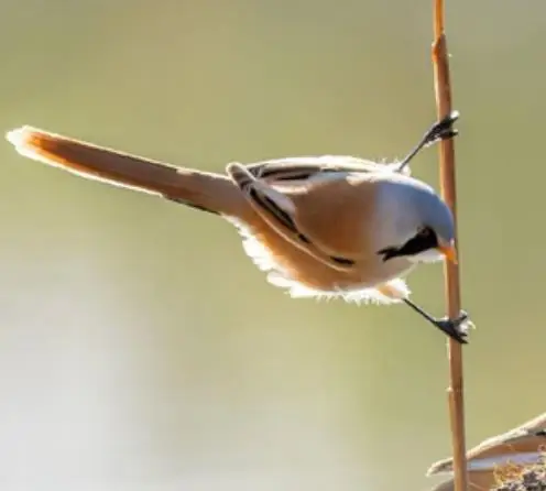 30-megapixeles-montura-c-28-12mm-1-2-''formato-fa-vision-artificial-lentes-de-longitud-varifocal-f16-lente-cctv-de-iris-manual