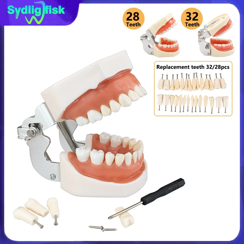 Dental Teeth Model Standard Teaching Model Demonstration Removable Tooth Dentistry Technician Practice Studying Typodont Models