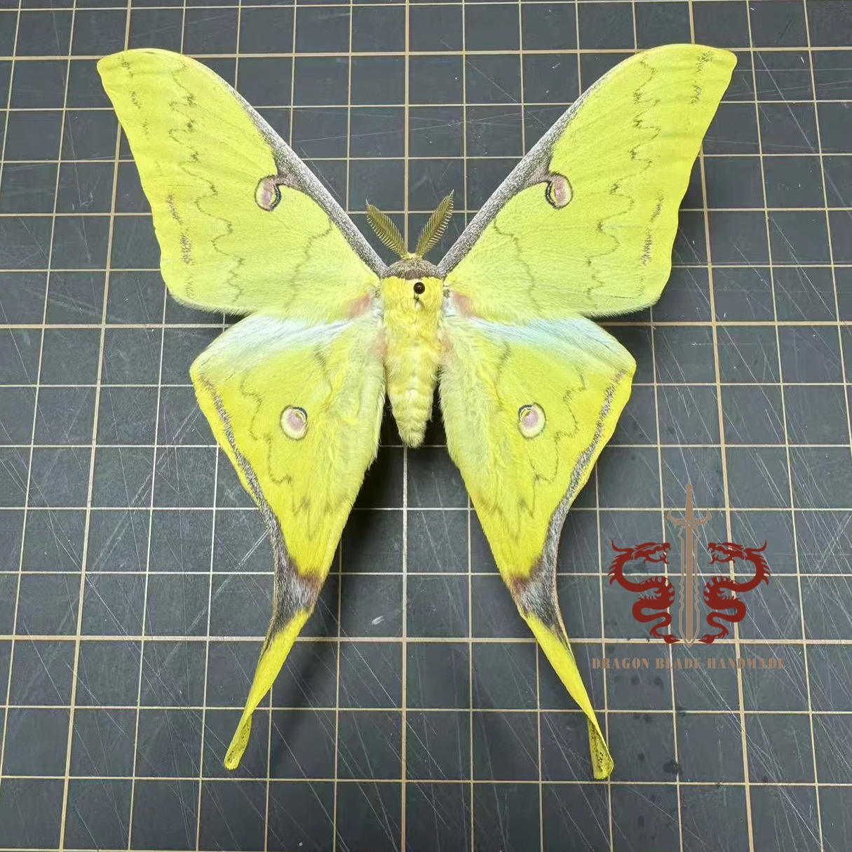 Moth specimen Actias sinensis male, wings spread A1/A- high quality, Decorative Display Collection Gifts