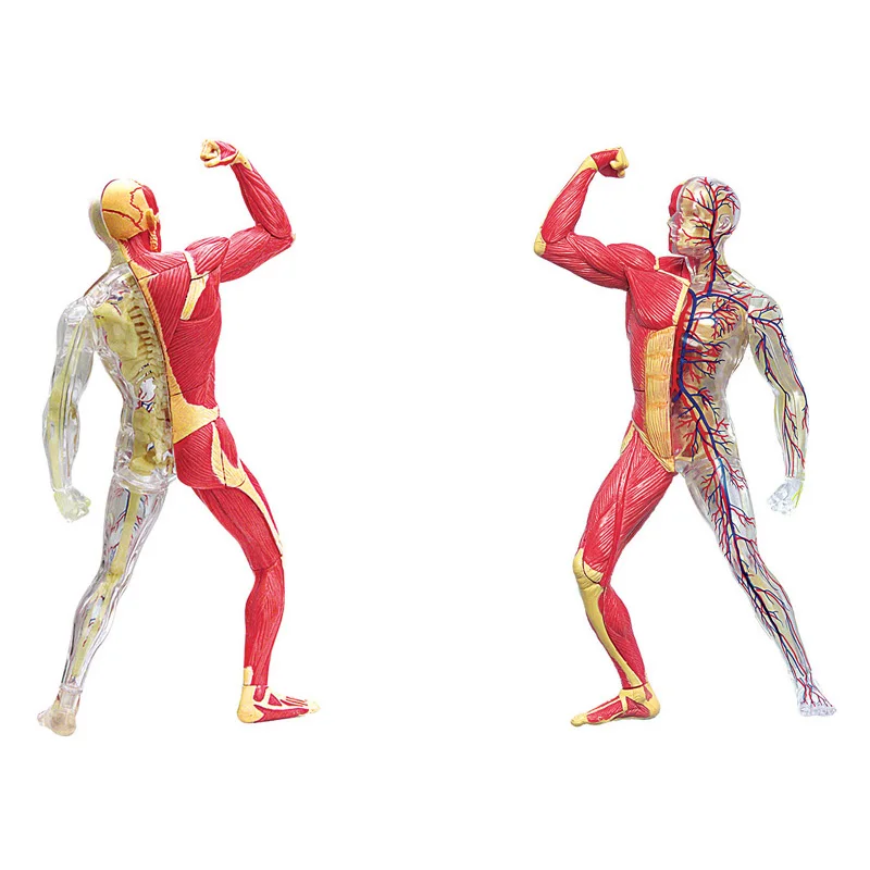 

4D Master Human Muscle & Skeleton Anatomical Model 46 PARTS Detachable DIY Puzzles Organ Anatomy Educational Tool