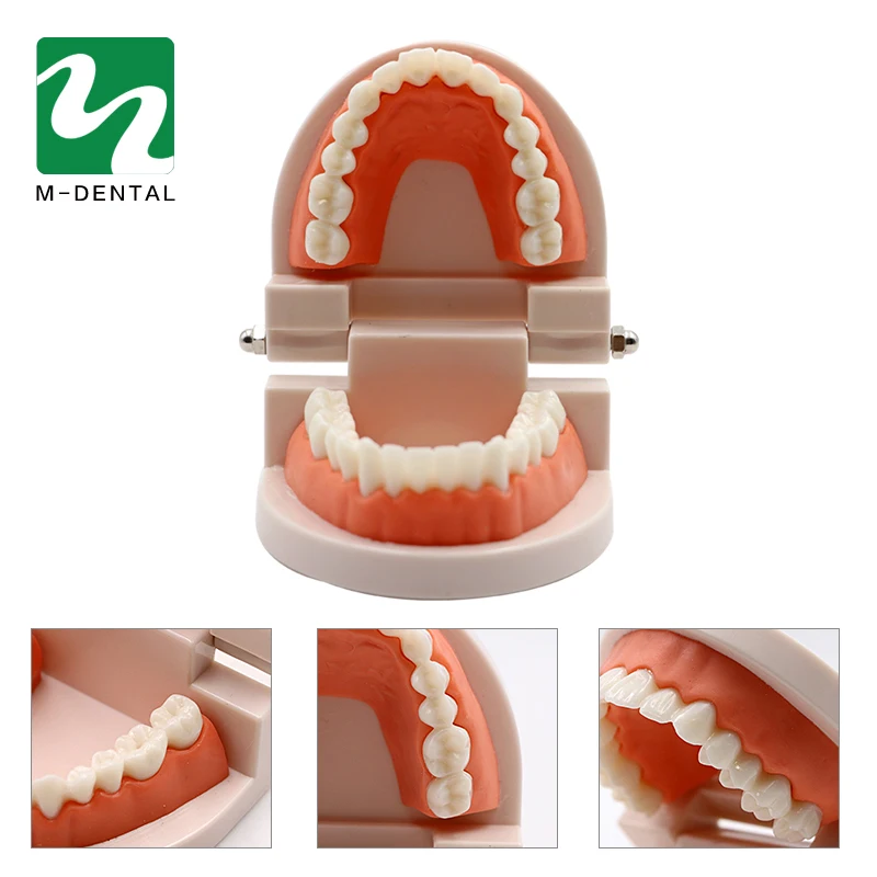 

1pc Resin Dental Teeth Model Teaching Study Demonstration Tool Model Dentist student Model for Teaching Teeth Jaw Model