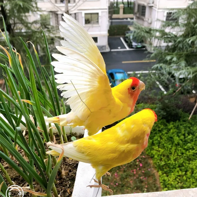 Taxidermy-Eurasian Yellow Color Melopsittacus undulatus, Budgerigar Budgie, Parrot specimen Teaching, Decoration