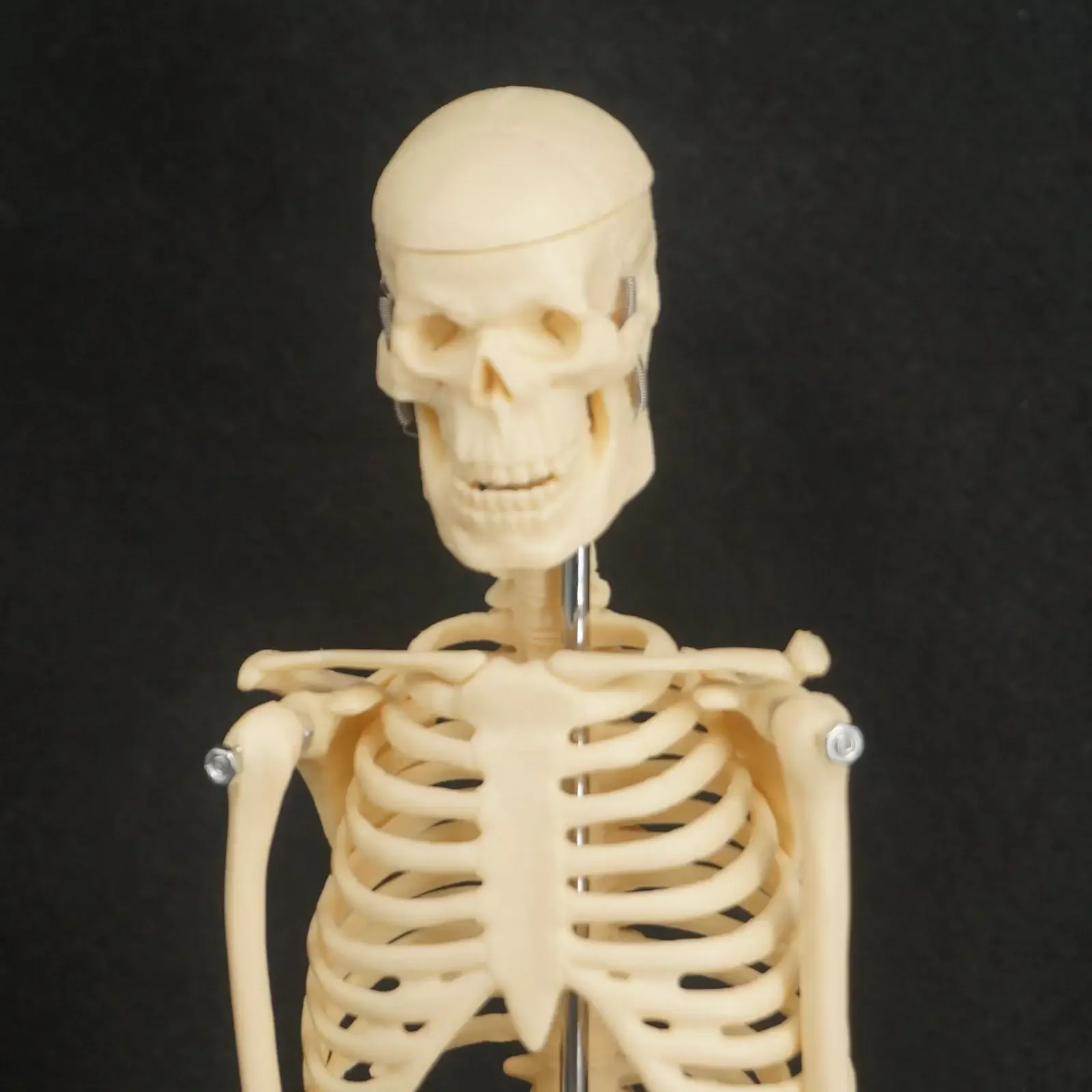 PVC 45CM Physique Mini Anatomical Skeleton Human Model Stand Poster Medical Learn Aid Anatomy