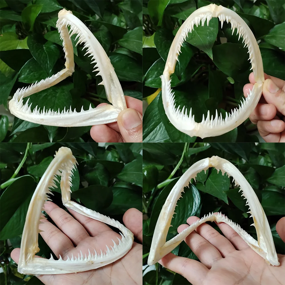 1PC Real Anglerfish Skull Large Fish Mouth Bone Skeleton Animal Specimen Lactoria Cornutus For Taxidermy Science Education 11CM