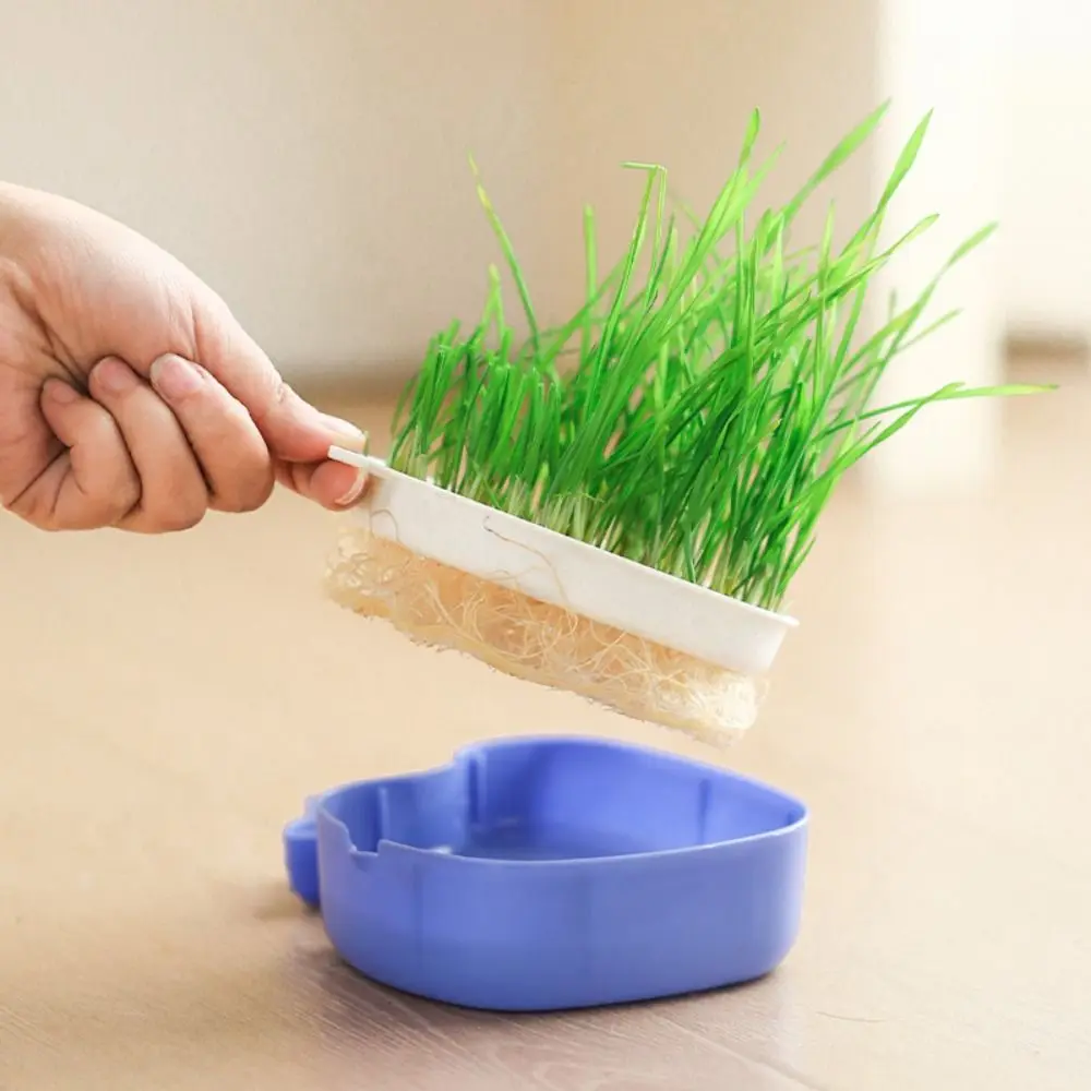 Little Whale Cultivation Sprouting Tray Creative Cat Grass Planting Hydroponic Sprouting Plate Multi functional Convenient