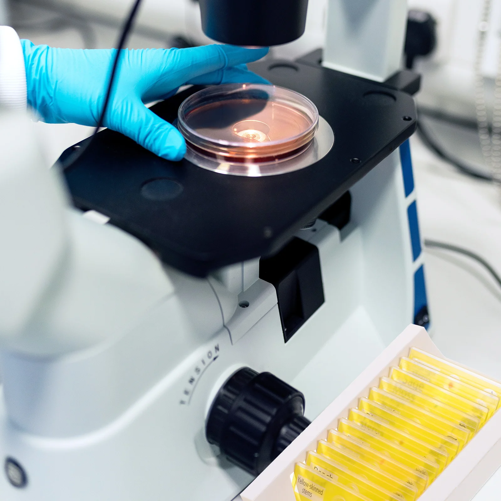 12 vetrini per microscopio preparati, campioni di piante trasparenti per bambini, studio di botanica entry-level, campioni biologici, campioni di piante