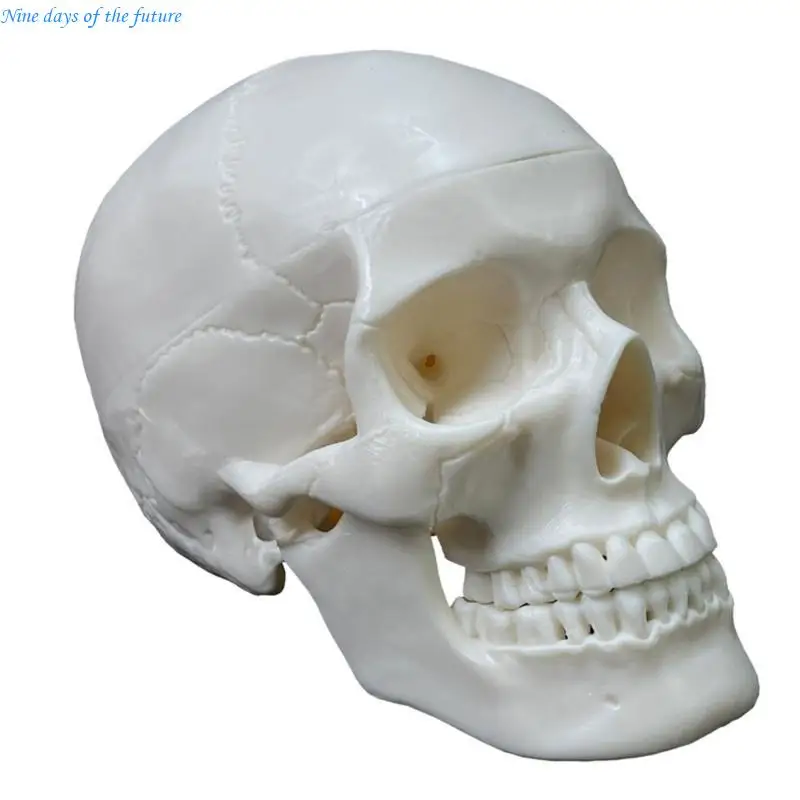 Realistic Human Head Skull Anatomical Model  2-Part Anatomical Model E65A