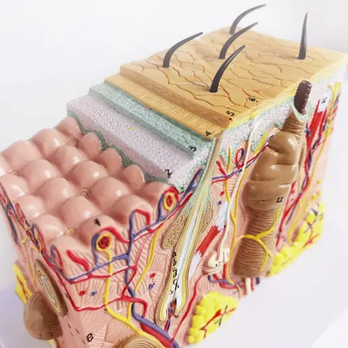 피부 모델, 35x, 50x 배율 해부학 피부층 구조 모델, 헤어 포함, 과학 교실 학습 교육용  Best5