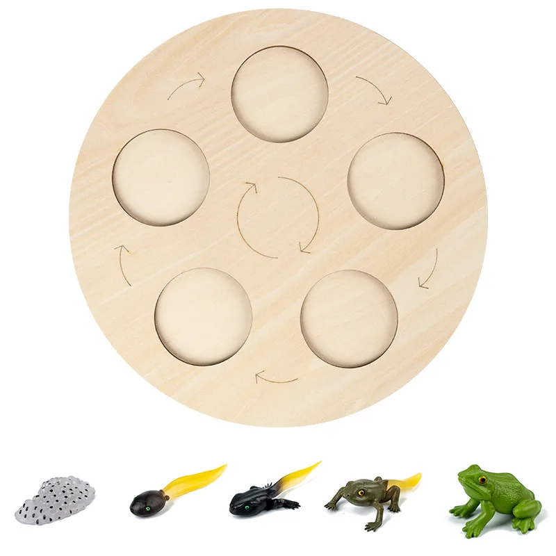 Montessori Simulation Life Cycle Board Animal Plant Life Growth Cycle Model Biology Science Teaching Aids Insect Cognitive Toys