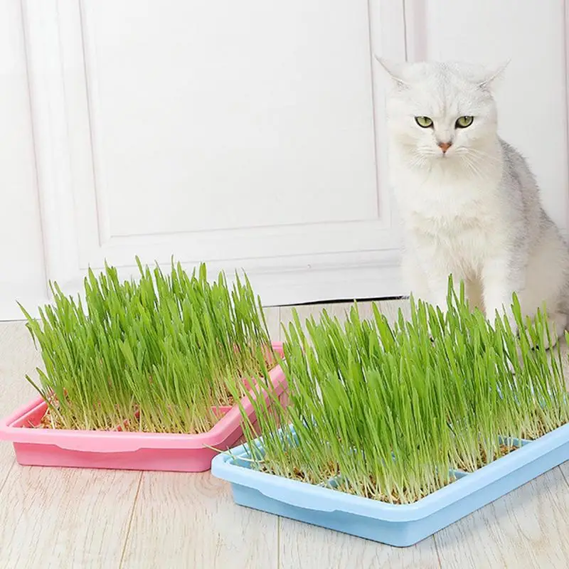 Plants Nursery Tray Plant Tray Seedling Tray Propagation Tray Microgreens Plant Propagation Trays Healthy Wheatgrass Grower