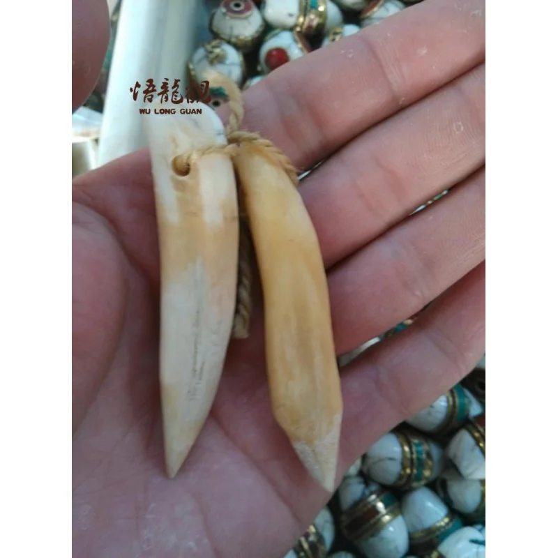 Original Ecology Unprocessed Wild Boar Teeth Pendant Pendant Genuine Processing Car Hanging Inlaid Wild Boar Teeth Wholesale Orn