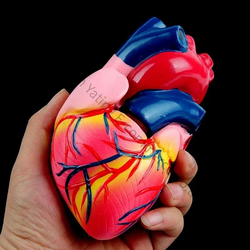 New Heart Anatomy Model Junior High School Biological Laboratory Teaching Experimental Natural Human Cardiology Teaching