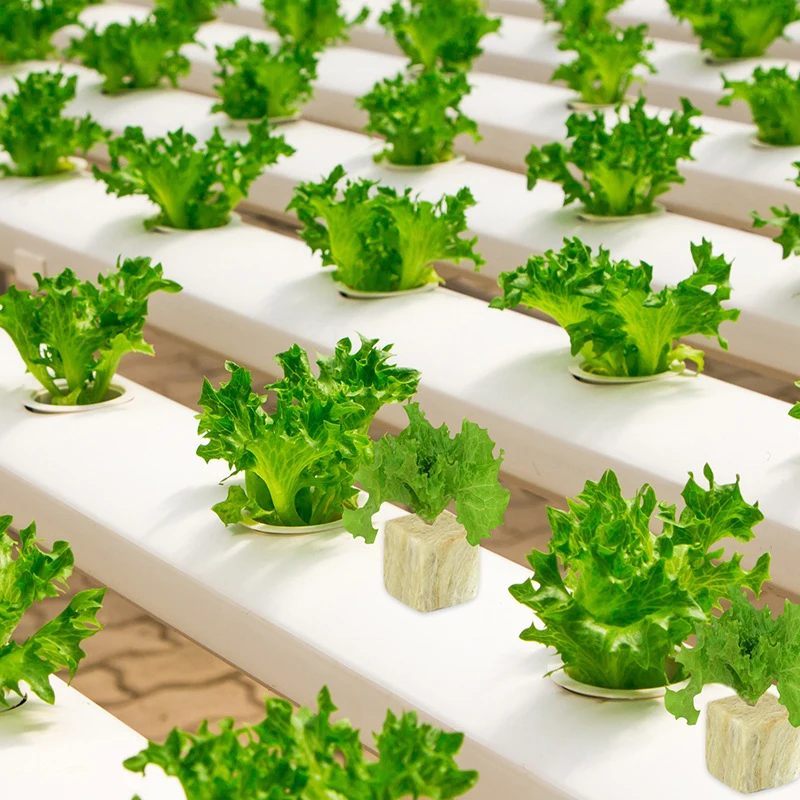 مكعبات وسائط الزراعة المائية ، دفيئة حديقة منزلية ، صخور زراعة إسفنجية ، سدادات بدء الصوف ، أدوات الحدائق ، 36: 50: 50 #3