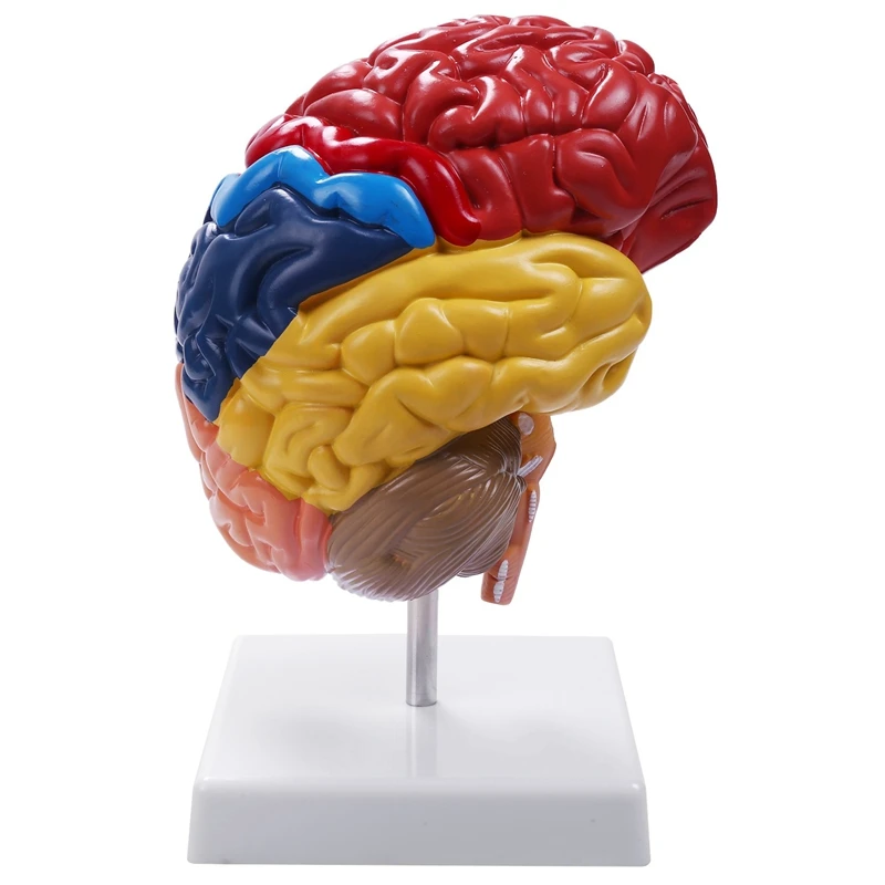 Modelo anatómico de anatomía Cerebral 1:1, suministros de laboratorio de enseñanza de medio cerebro