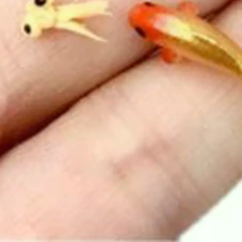 5pcs Dollhouse Miniature Model Fish Carp Simulation Animals For Kids Toys DIY Decorative Goldfish Figurines Home Decor