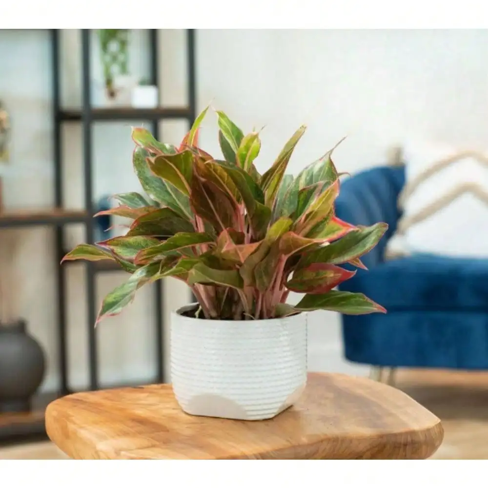 

Siam Aurora Aglaonema Chinese Evergreen Plant in 6 in. White Decor Pot, Avg. Shipping Height 1-2 ft.,Ideal for tabletops
