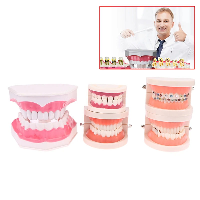 1PCS Dental Teaching Model Standard Dental Orthodontic Teeth Model Dentist Lab Tooth Model Teaching Tools