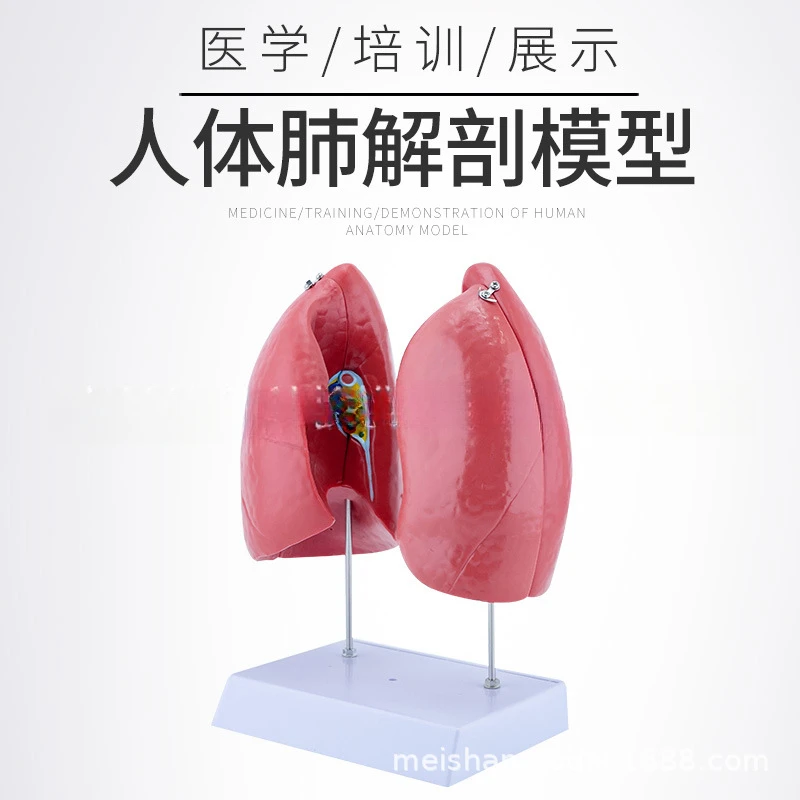 Human lung anatomy model, pulmonary bronchial respiratory system structure, medical teaching aid model