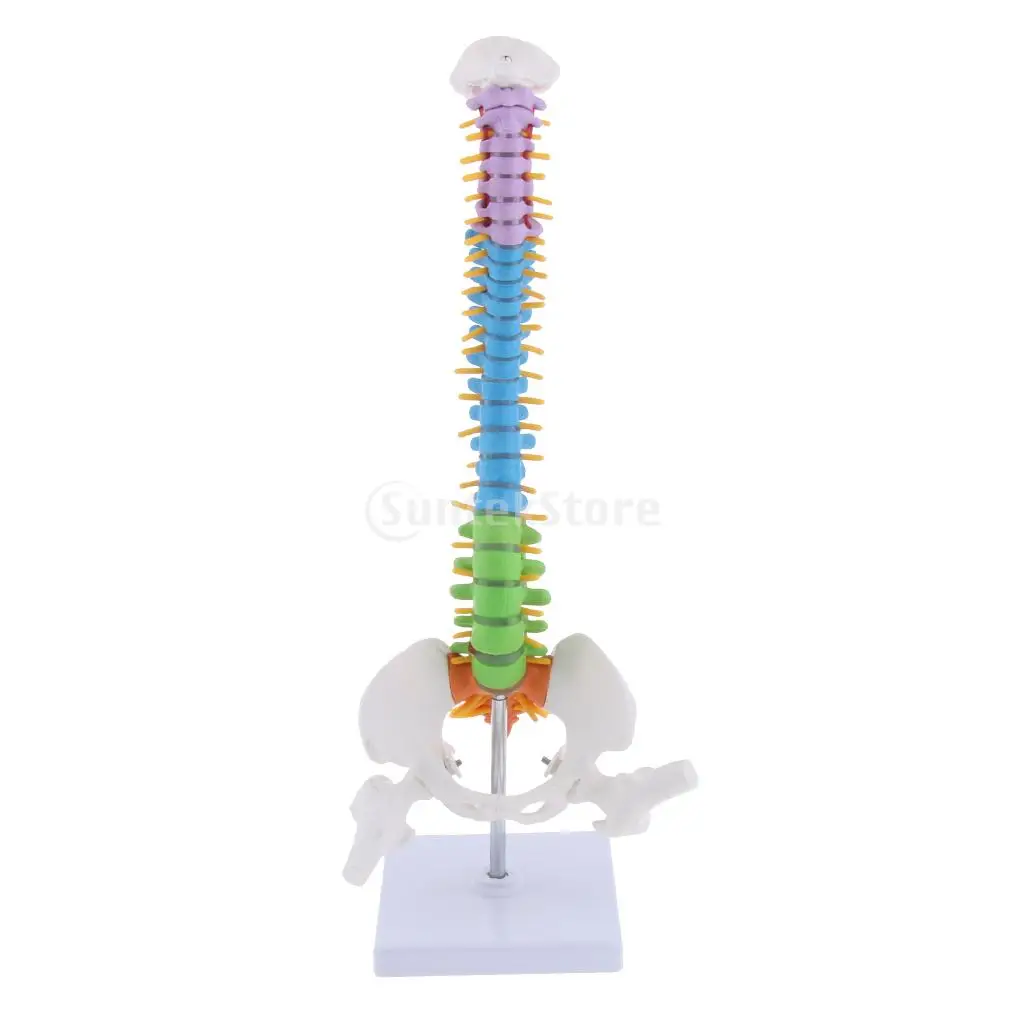 Educational Human Spine Model High Quality PVC Anatomy Tool for Learning Display and Collectible Decoration