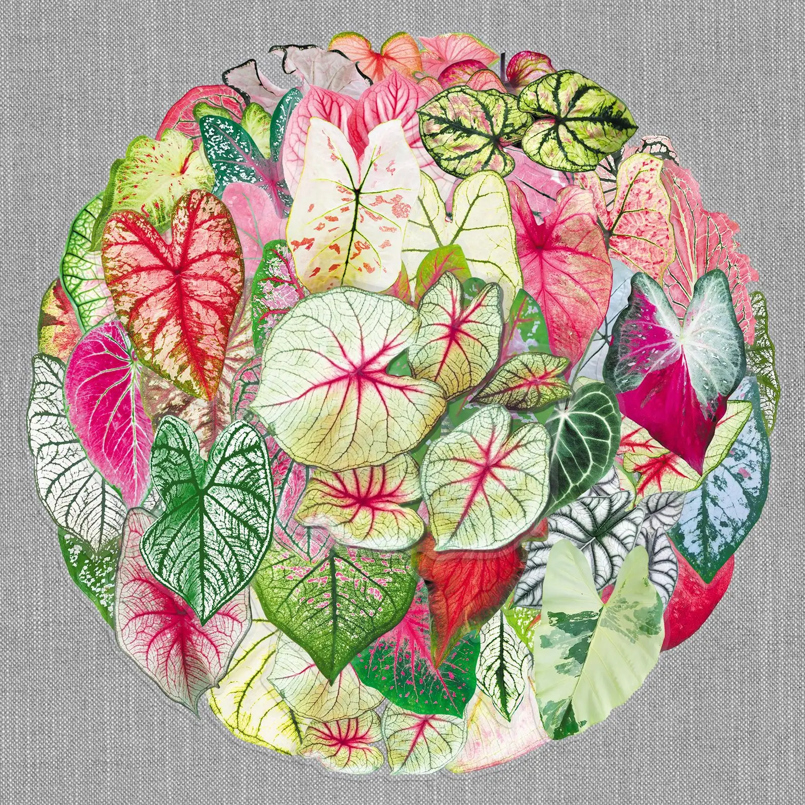 

50PCS Transparent Color Leaf Taro Sticker PET Material Colorful Plant Leaves Decoration DIY iPad Waterproof Sticker Kids Toy