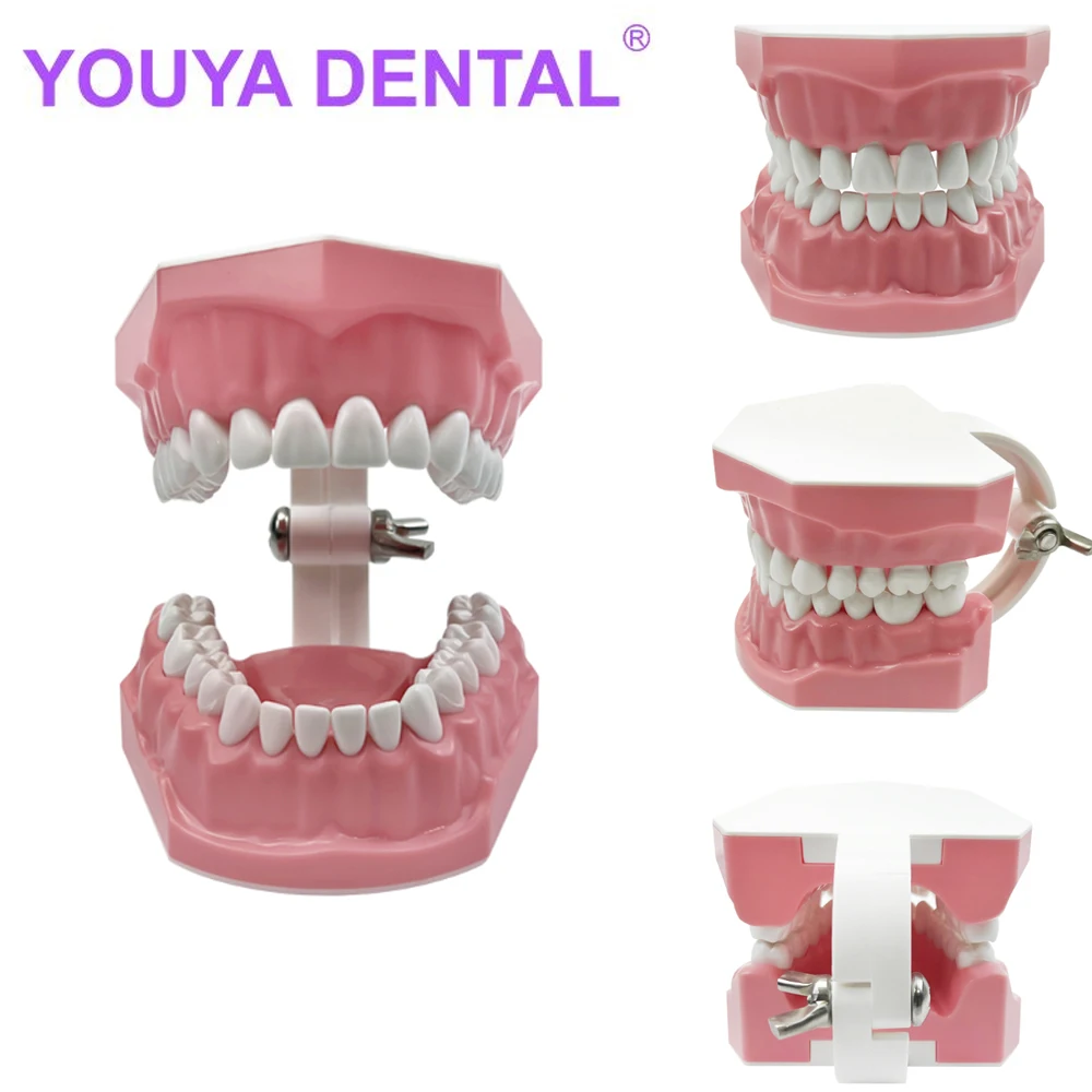 Model zębów dentystyczny Typodont do szczotkowania nitek dentystycznych praktyka stomatologii demonstracyjnej nauczanie badania modelu 1:1