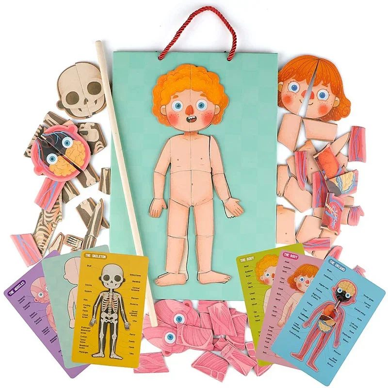 

Структура тела, детская головоломка, просветительский персонаж, раннее образование, Монтессори, магнитная обучающая игрушка