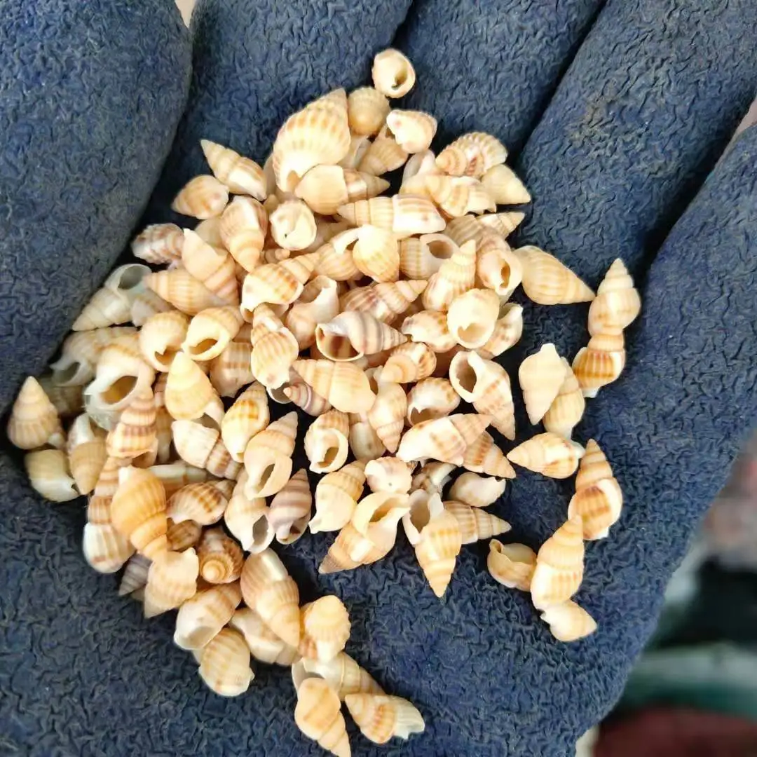 Small Seashells & Conch, Approx. 1cm Each, Wholesale by Weight, Craft Item, Mini Rice-like Spiral Shells
