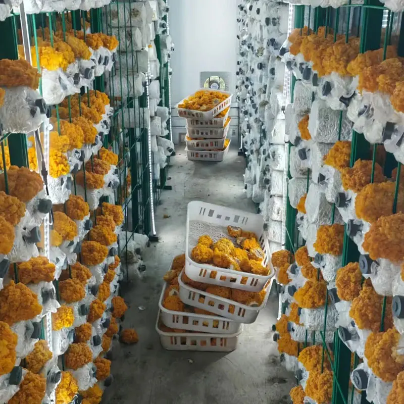 AGG Vegetable Plants Solution Hydroponic Growing Systems Automated Hydroponic Container Farm Equipment with Nft Planting System