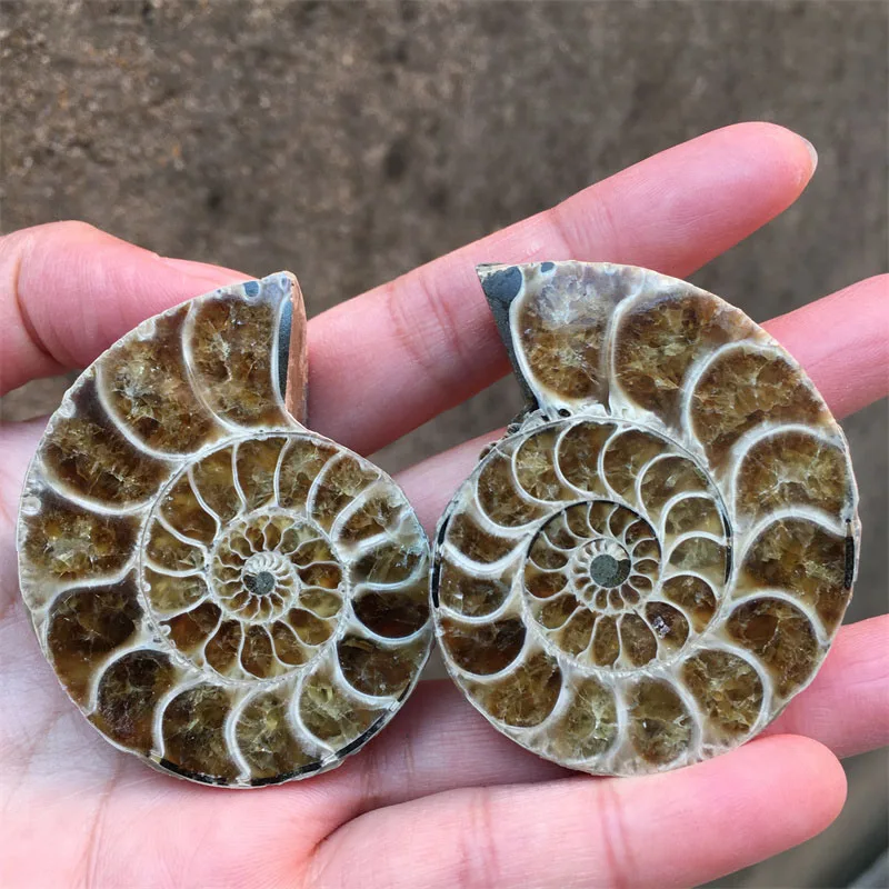 Natural Shell Conch Stone Pair Specimen Slice Healing Crystal Mineral From Madagascar For Gift Pendant