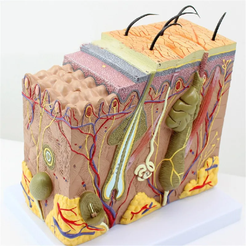 50:1 Human Anatomical Skin Subcutaneous Tissue Dissection Medical Teach Model School Hospital