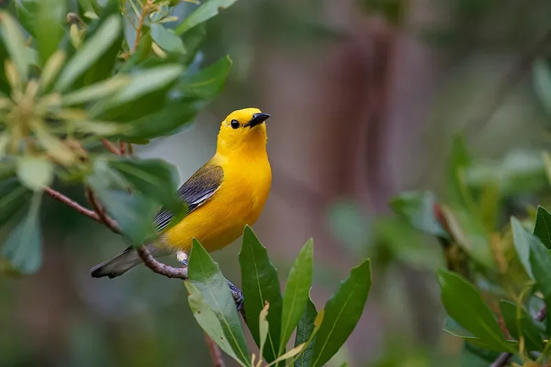 Gemfan Cinelifter 프로펠러 7-10인치 (7037/7535/8040/8046/8145/8060/9045/1050/1070)-3-블레이드 멀티로터 FPV Cinelifter 드론용