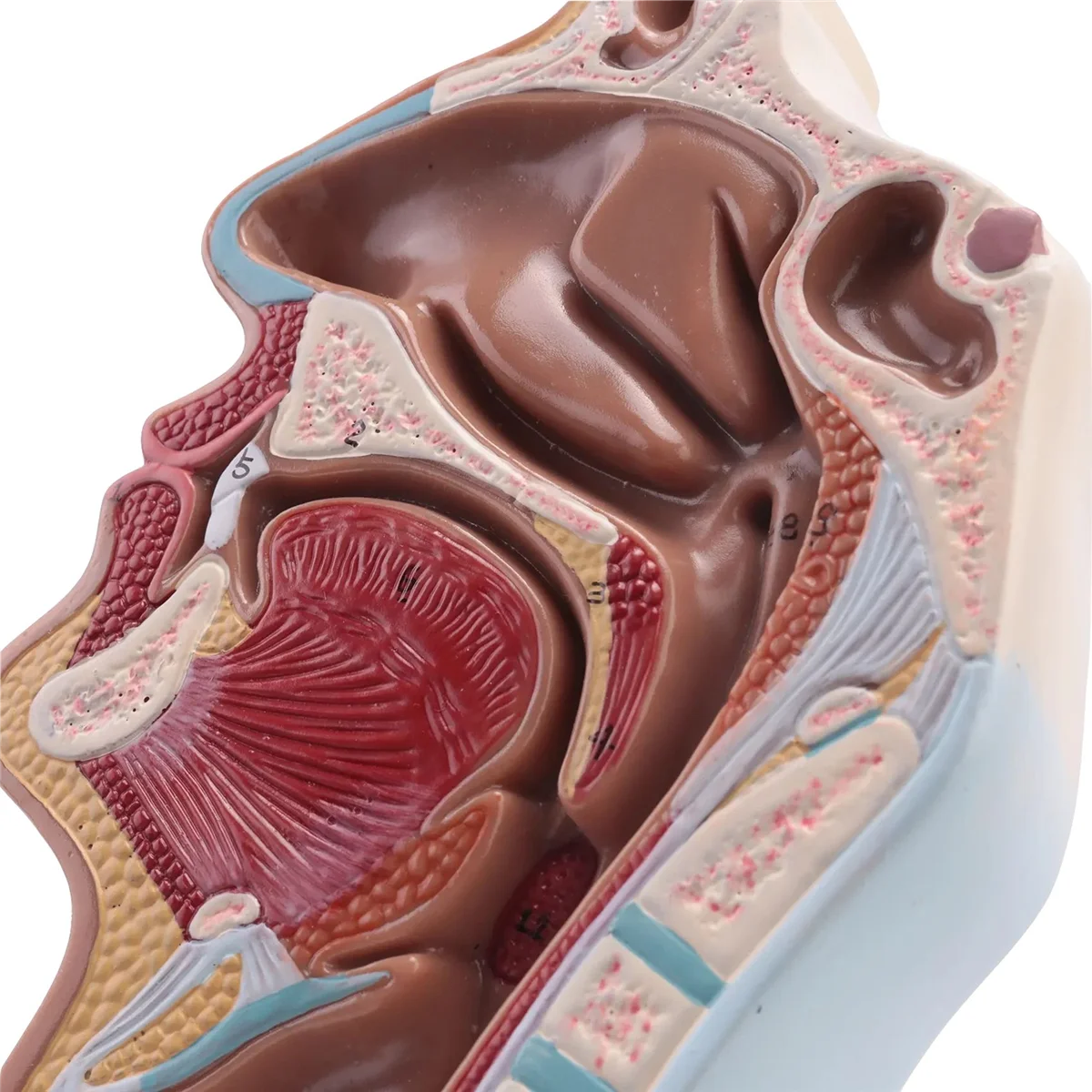 

ABAZJ Human Anatomical Nasal Cavity Throat Anatomy Model For Science Classroom Study Display Teaching Model